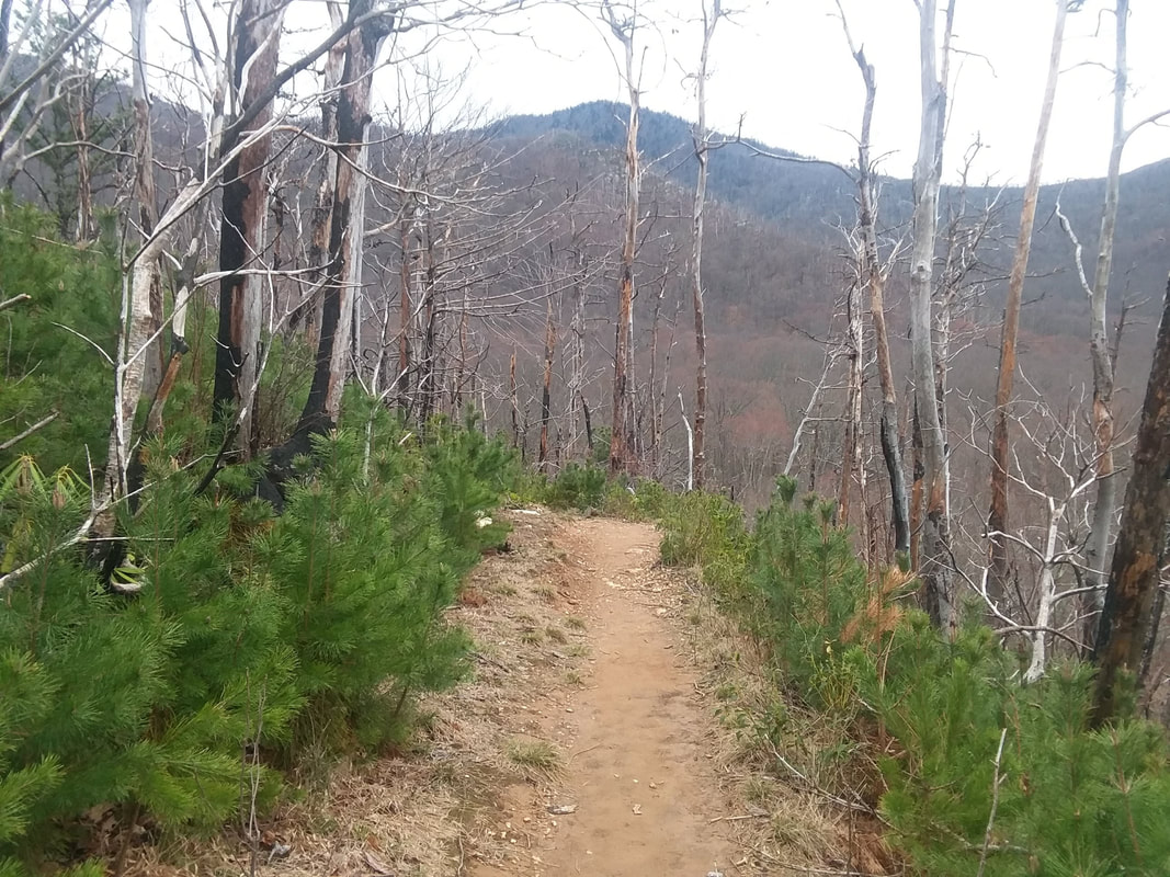 Regrowth after Gatlinburg fires