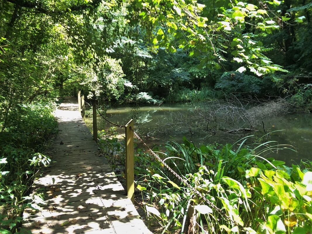 swampy looking pond full of life