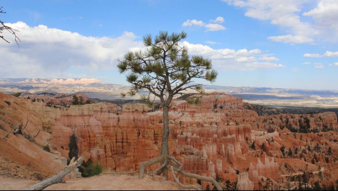 a pine tree on the edge of the canyon