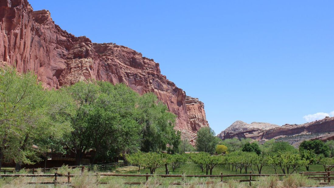 an orchard at Capitol Reef