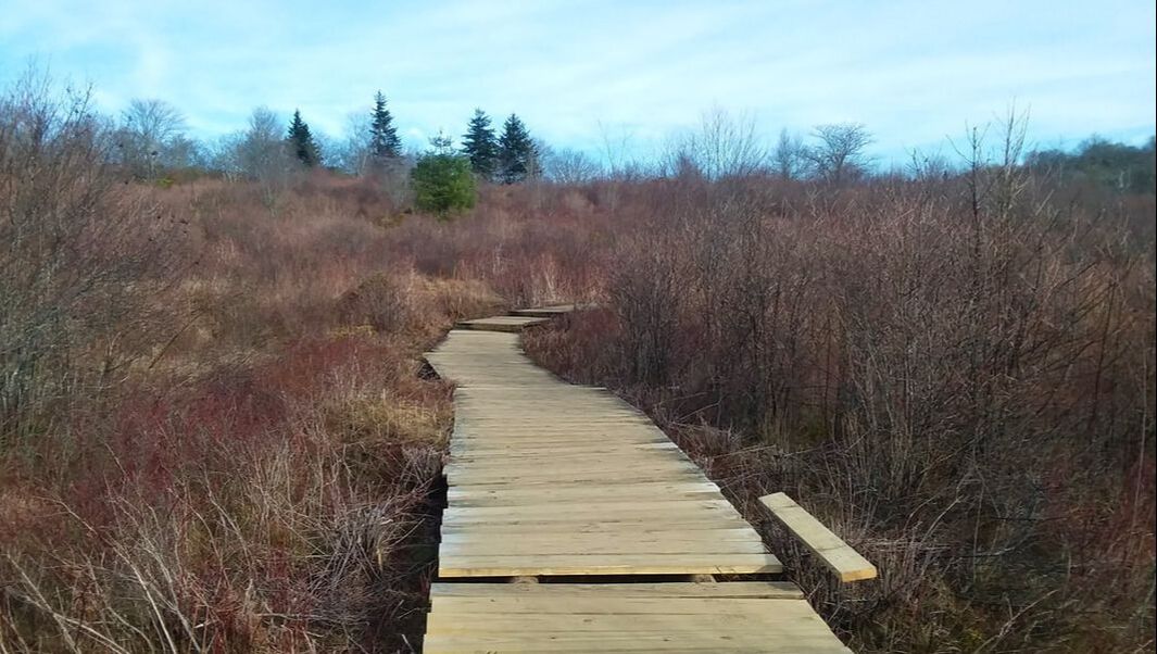 boardwalk through graveyard fields