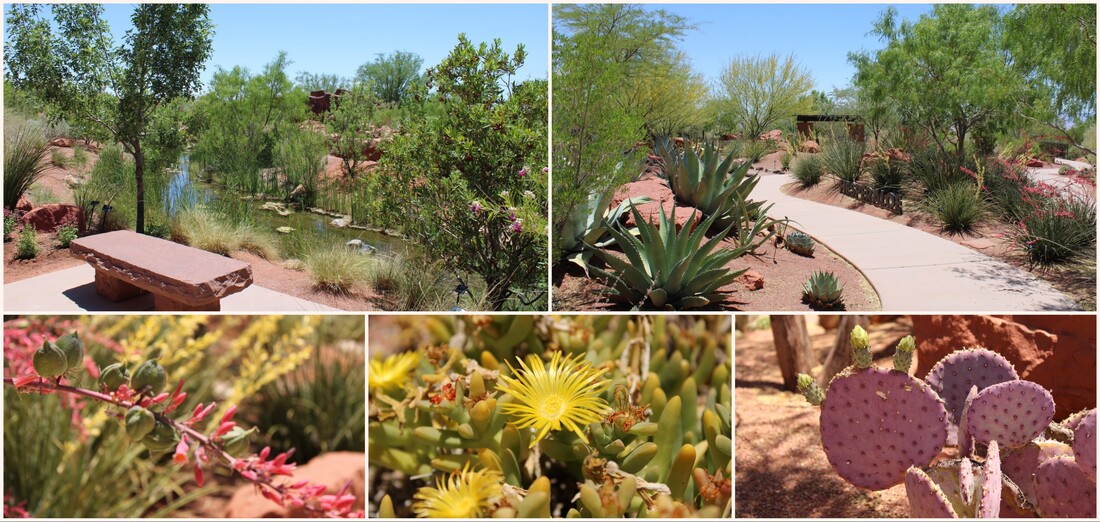 photos of desert plant life 